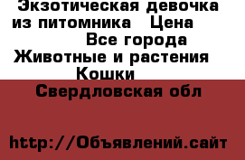 Экзотическая девочка из питомника › Цена ­ 25 000 - Все города Животные и растения » Кошки   . Свердловская обл.
